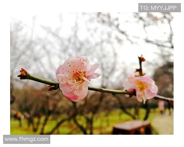 梅吹热潮席卷全城探寻梅花背后的文化与情感故事